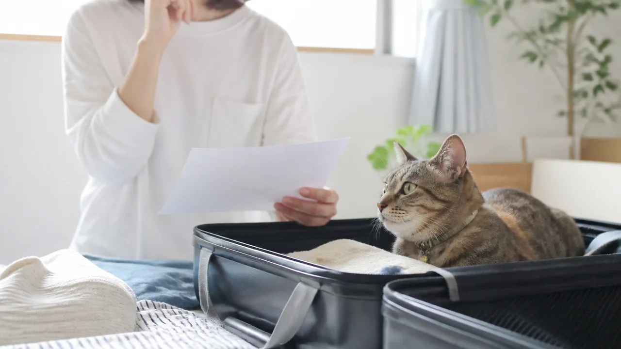 猫と泊まれる宿を新潟で探すなら｜選び方と宿泊前の確認点